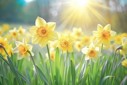 iStock 2196254188 | Cascade spring 2026 update